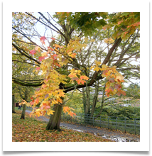 John North Turning and Fallen Leaves SV402502 - Copy